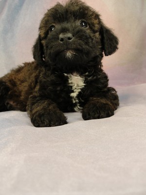 Female Bichon Poodle Puppy for sale in Iowa #16 Born April 2, 2012